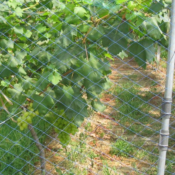 garden plant protection nylon net plant vines climbing support crops fruit vegetable anti bird protective net orchard farm fence
garden plant protection nylon net plant vines climbing support crops fruit vegetable anti bird protective net orchard farm fence