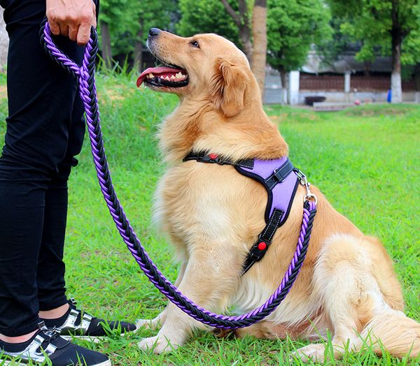 pet collar, large dog harness, traction strap set, p-chain for dogs, lead harness pets, medium vest dogs
pet collar, large dog harness, traction strap set, p-chain for dogs, lead harness pets, medium vest dogs