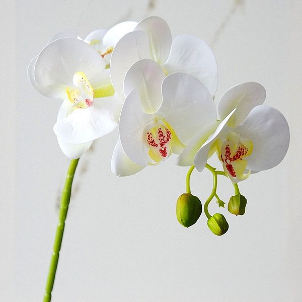 7pcs latex real touch artificial orchid flower white butterfly orchids fake flower for home party diy wedding decoration flores
7pcs latex real touch artificial orchid flower white butterfly orchids fake flower for home party diy wedding decoration flores