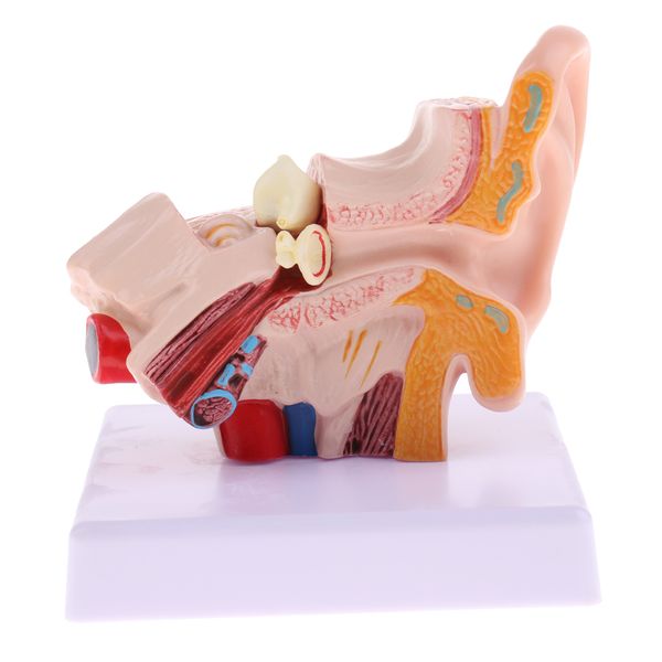human professional deskear joint simulation model (outer, middle, inner ear ) medical anatomy model, 1.5 times lifesize
human professional deskear joint simulation model (outer, middle, inner ear ) medical anatomy model, 1.5 times lifesize