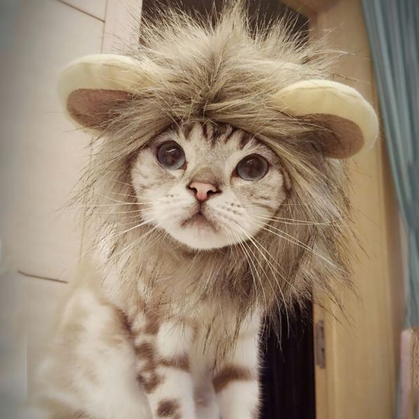 funny kitten puppy cosplay lion mane costume halloween wig cap hat pet dogs xmas clothes cute fancy dress with ears autumn winter petshop
funny kitten puppy cosplay lion mane costume halloween wig cap hat pet dogs xmas clothes cute fancy dress with ears autumn winter petshop