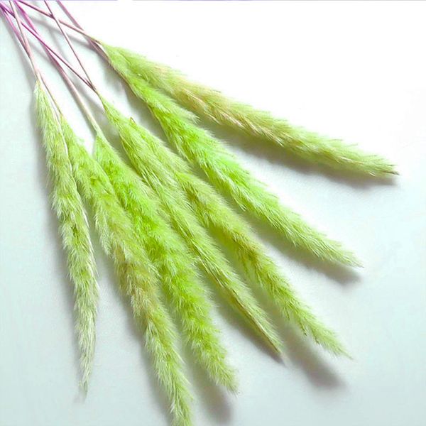15 pcs dried small pampas grass phragmites communis decoration for home l wedding c44
15 pcs dried small pampas grass phragmites communis decoration for home l wedding c44