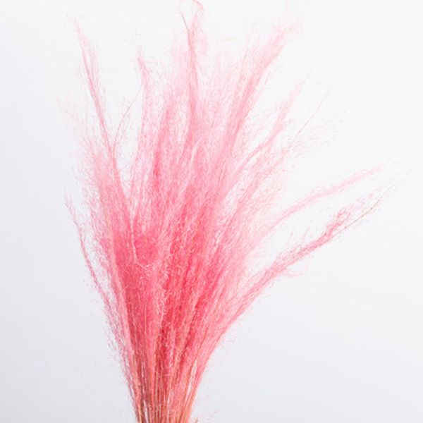 50 stems dry flowers small pampas grass phragmites communis dried flowers bouquet for wedding lsf99
50 stems dry flowers small pampas grass phragmites communis dried flowers bouquet for wedding lsf99