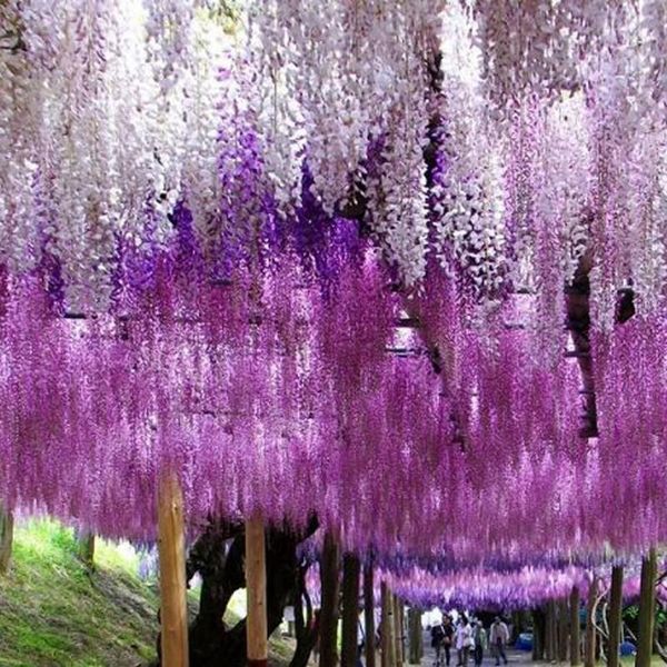 wisteria wine elegant artificial silk fake flower wisteria vine rattan for wedding decorations center pieces decorations bouquet garland
wisteria wine elegant artificial silk fake flower wisteria vine rattan for wedding decorations center pieces decorations bouquet garland
