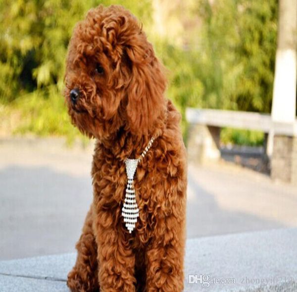 дизайнер pet ожерелье и tie ожерелье ювелирных воды алмазная pet ожерелье для кошек и собак товары оптом 080509
дизайнер pet ожерелье и tie ожерелье ювелирных воды алмазная pet ожерелье для кошек и собак товары оптом 080509