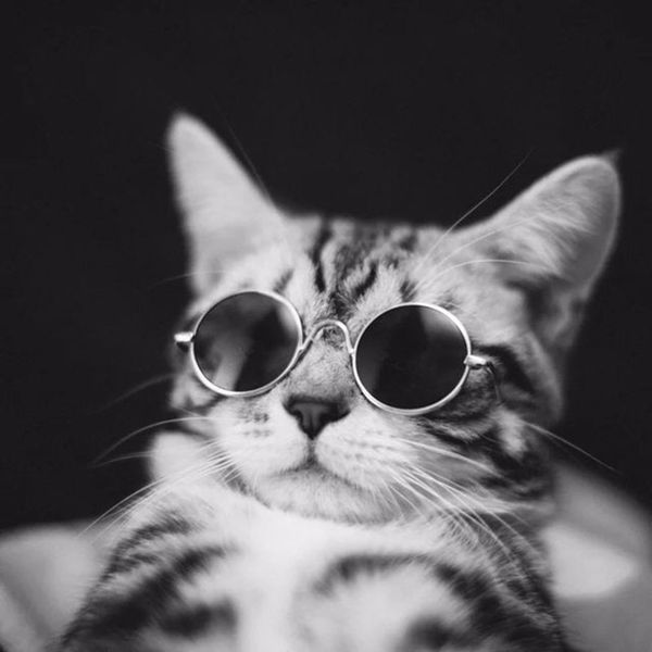 eye-wear pet small frame protection cat sunglasses cool 10pcs/lot pet dogs glasses party fashion wedding round funny glasses cddwj
eye-wear pet small frame protection cat sunglasses cool 10pcs/lot pet dogs glasses party fashion wedding round funny glasses cddwj