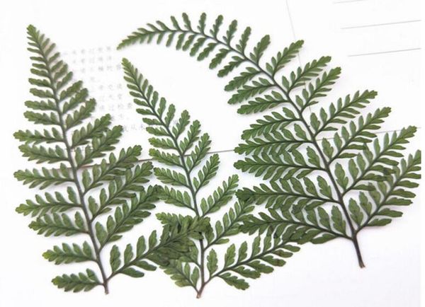 60pcs pressed dried green dauallia bullata fern leaves plant herbarium for jewelry postcard invitation card phone case diy
60pcs pressed dried green dauallia bullata fern leaves plant herbarium for jewelry postcard invitation card phone case diy