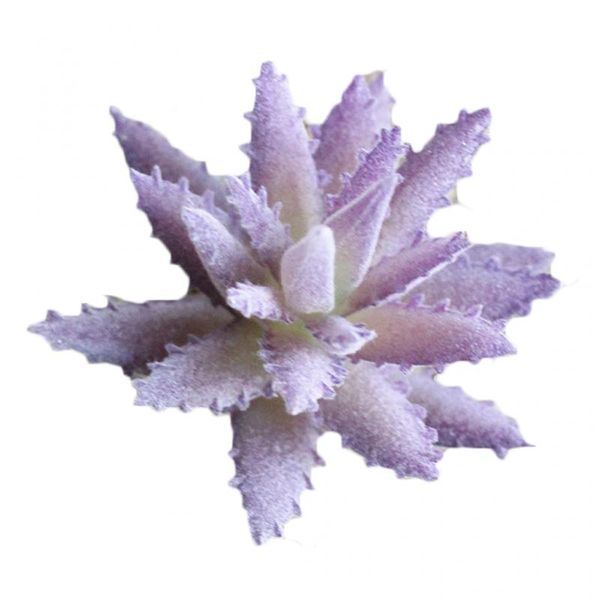 wedding home garden office bedroom living room decoration artificial plants mini succulents plants 4 style pick up fake plants
wedding home garden office bedroom living room decoration artificial plants mini succulents plants 4 style pick up fake plants