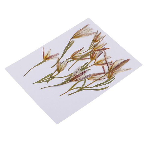 12 pieces pressed dried flowers real flower lily embellishments for diy ornament jewelry making candle making
12 pieces pressed dried flowers real flower lily embellishments for diy ornament jewelry making candle making