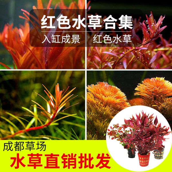 fish tank rear landscaping living aquatic plants aquarium landscaping decoration factory wholesale red chrysanthemum court red real aquatic
fish tank rear landscaping living aquatic plants aquarium landscaping decoration factory wholesale red chrysanthemum court red real aquatic