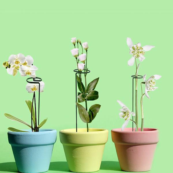 plant support stakes, garden single stem support stake plant cage support rings for amaryllis tomatoes orchid lily peony
plant support stakes, garden single stem support stake plant cage support rings for amaryllis tomatoes orchid lily peony