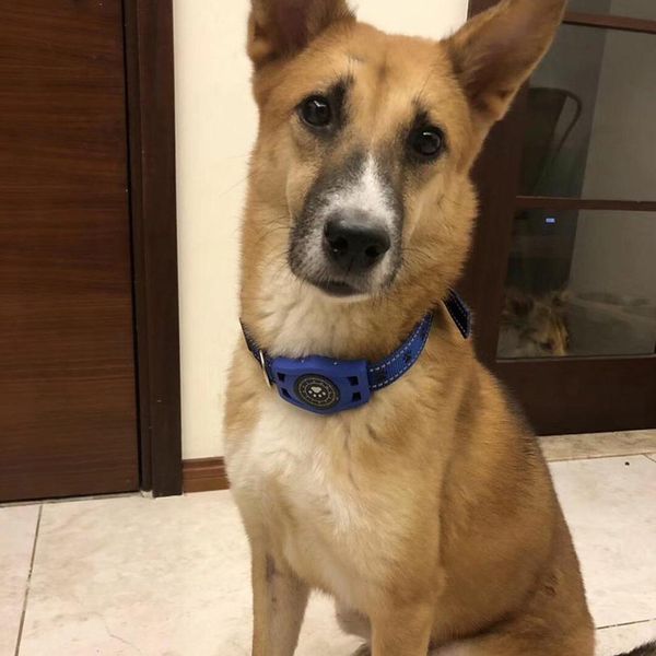 adeeing pet gps location tracker waterproof voice call cool light pet supplies home garden
adeeing pet gps location tracker waterproof voice call cool light pet supplies home garden