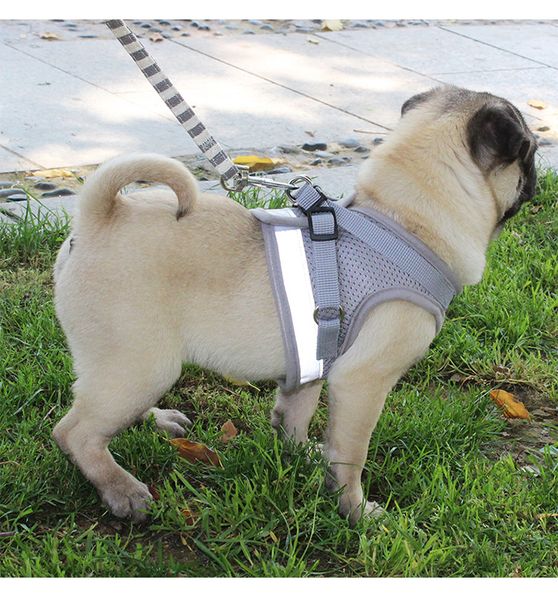 собака harness для чихуахуа мопс маленький средний собаки нейлоновая сетка щенок cat жгуты vest reflective walking lead поводок
собака harness для чихуахуа мопс маленький средний собаки нейлоновая сетка щенок cat жгуты vest reflective walking lead поводок