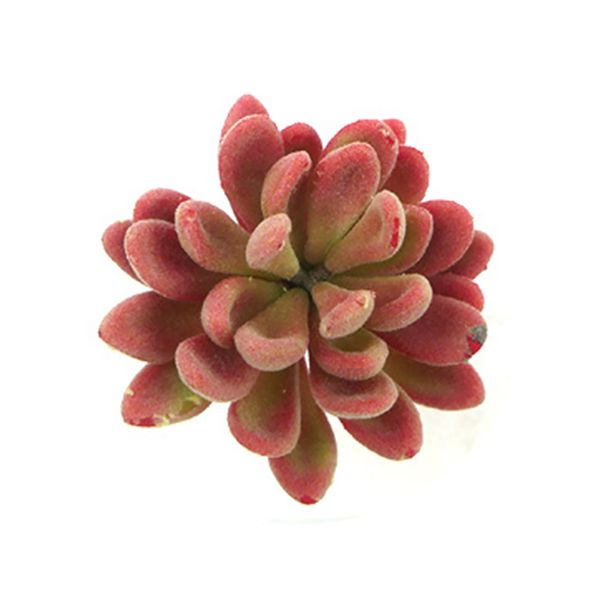 office living room flocked fake faux succulents craft landscape mini simulation bonsai home decoration gift artificial echeveria
office living room flocked fake faux succulents craft landscape mini simulation bonsai home decoration gift artificial echeveria
