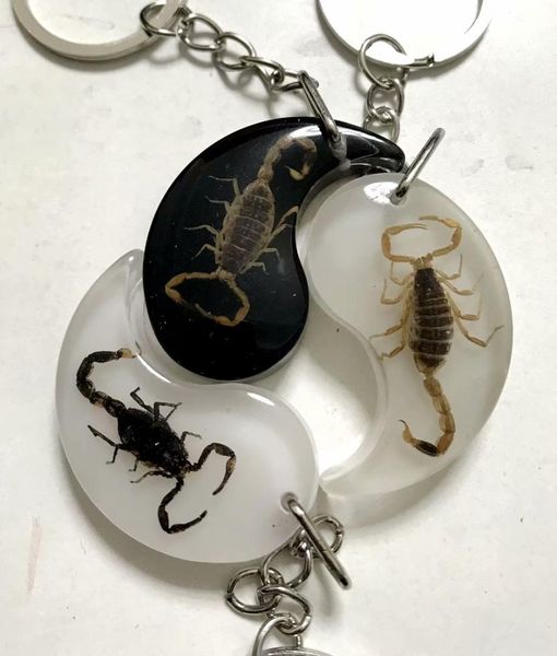 yqtdmy 5 pcs personal accessories new shape gold black scorpion king cool keychain, Silver
yqtdmy 5 pcs personal accessories new shape gold black scorpion king cool keychain, Silver