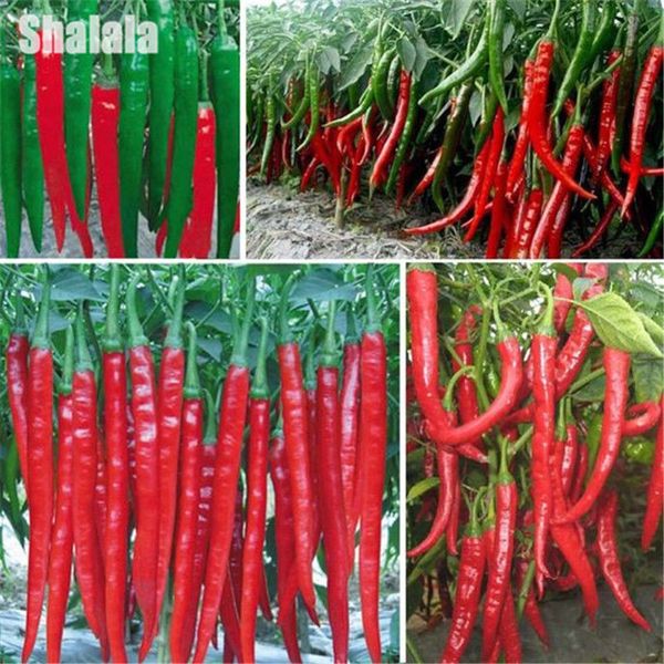200 Семян Гигантские Специи Пряный Красный Перец Чили Острый Перец Горшках Бонсай 
200 Семян Гигантские Специи Пряный Красный Перец Чили Острый Перец Горшках Бонсай