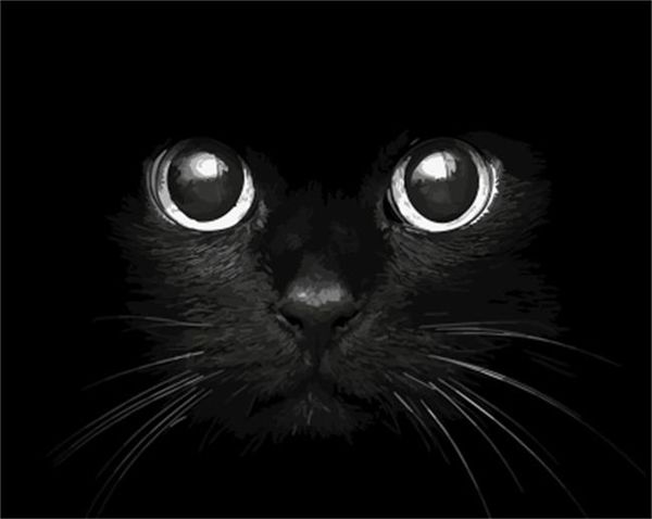 drawjoy framed animal cat diy painting by numbers on canvas painting and calligraphy wall art for home decor 40x50
drawjoy framed animal cat diy painting by numbers on canvas painting and calligraphy wall art for home decor 40x50