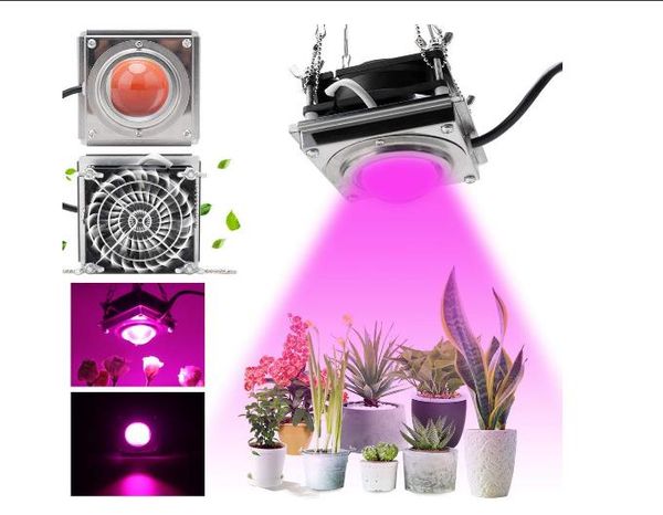 led grow light для комнатных растений, 3000k 60w sunlike полный спектр растений освещает с охлаждением более сильное тепловыделение без шума
led grow light для комнатных растений, 3000k 60w sunlike полный спектр растений освещает с охлаждением более сильное тепловыделение без шума