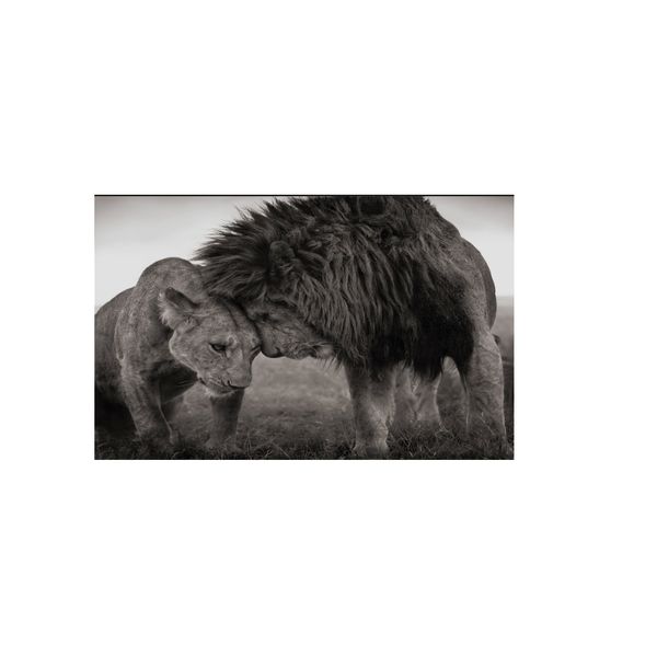 lions head to head black and white canvas art painting posters and prints scandinavian cuadros wall art picture for living room
lions head to head black and white canvas art painting posters and prints scandinavian cuadros wall art picture for living room