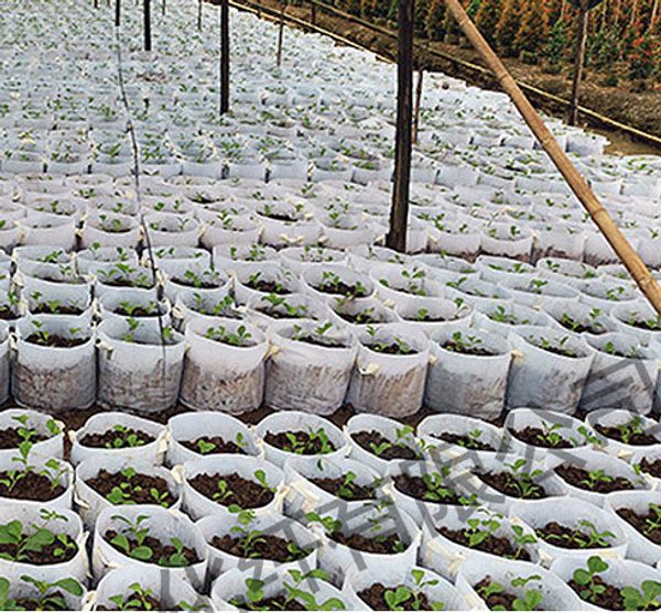 10 Size Option Non-Woven Fabric Reusable Soft-Sided Highly Breathable Grow Pots Planting Bag With Handles Cheap Price Large Flower Planter
10 Size Option Non-Woven Fabric Reusable Soft-Sided Highly Breathable Grow Pots Planting Bag With Handles Cheap Price Large Flower Planter