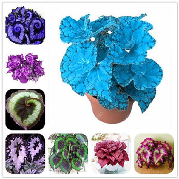 100 pcs unique 24 colors begonia flower seeds, courtyard balcony coleus potted flower seeds,variety complete,the budding rate 95%
100 pcs unique 24 colors begonia flower seeds, courtyard balcony coleus potted flower seeds,variety complete,the budding rate 95%