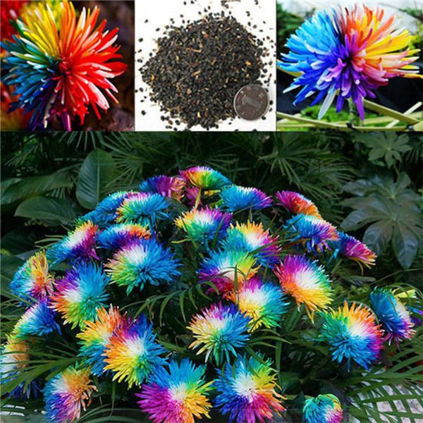 10/20/50/100 pcs rainbow chrysanthemum flower seeds rare home garden plant colorful beautifying decoration
10/20/50/100 pcs rainbow chrysanthemum flower seeds rare home garden plant colorful beautifying decoration