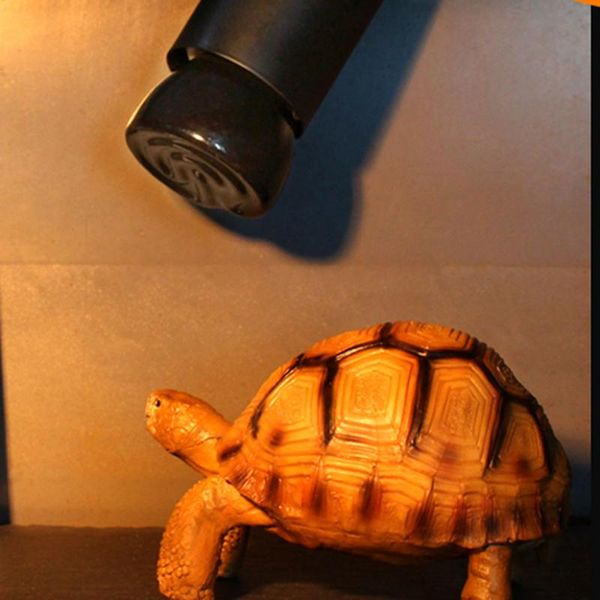 20w/50w /75w /100w e27 far-infrared ceramic pet heating lamp for tortoise lizard spider reptile box warmer light bulbs
20w/50w /75w /100w e27 far-infrared ceramic pet heating lamp for tortoise lizard spider reptile box warmer light bulbs
