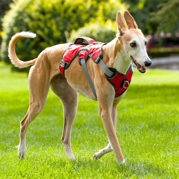 brother cat dog dog harn walk vest for big large dogsdog harness walk vest for big large dogs red
brother cat dog dog harn walk vest for big large dogsdog harness walk vest for big large dogs red