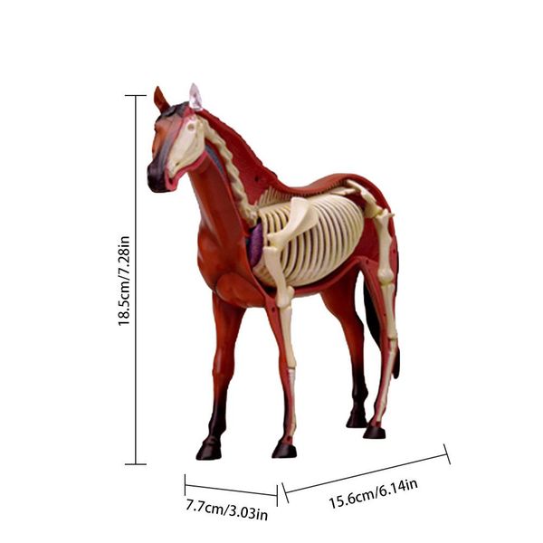 animal anatomy toy kids educational toy anatomic horse model toy for children
animal anatomy toy kids educational toy anatomic horse model toy for children