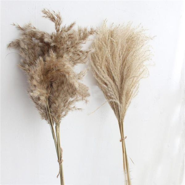 20pcs dried pampas grass natural phragmites&reed flowers&bulrush flowers communis wedding flower bunch
20pcs dried pampas grass natural phragmites&reed flowers&bulrush flowers communis wedding flower bunch