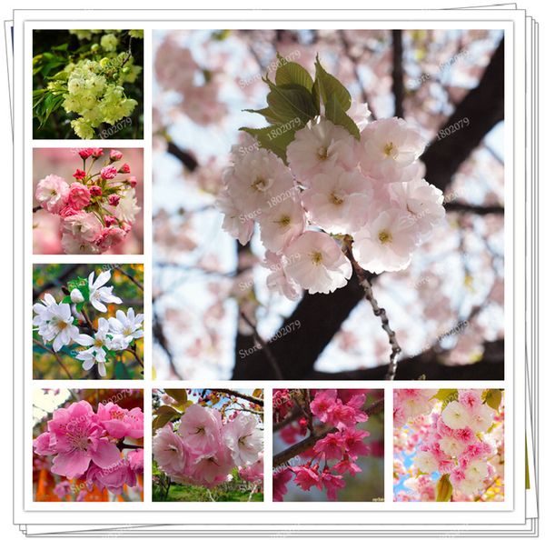 

15pcs / bag , rare sakura flores , cherry tree plantas ,japan style, great varieties bonsai plants for home & garden