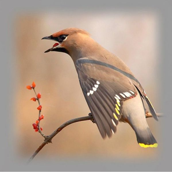 full square/round drill 5d diy diamond painting kits "bird" cross stitch mosaic home decor crafts art experience toys gift a0813
full square/round drill 5d diy diamond painting kits "bird" cross stitch mosaic home decor crafts art experience toys gift a0813