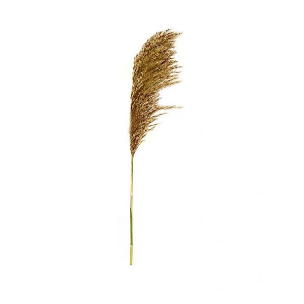 20pcs dried flowers nutural pampas grass decor wedding flower bunch pampas flower for home decoration
20pcs dried flowers nutural pampas grass decor wedding flower bunch pampas flower for home decoration