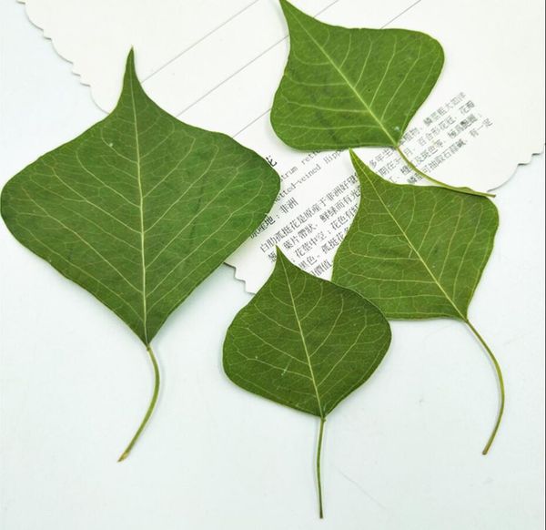 80pcs pressed dried sapium sebiferum (l.) roxb leaf leaves for jewelry postcard invitation card phone case bookmark diy making
80pcs pressed dried sapium sebiferum (l.) roxb leaf leaves for jewelry postcard invitation card phone case bookmark diy making