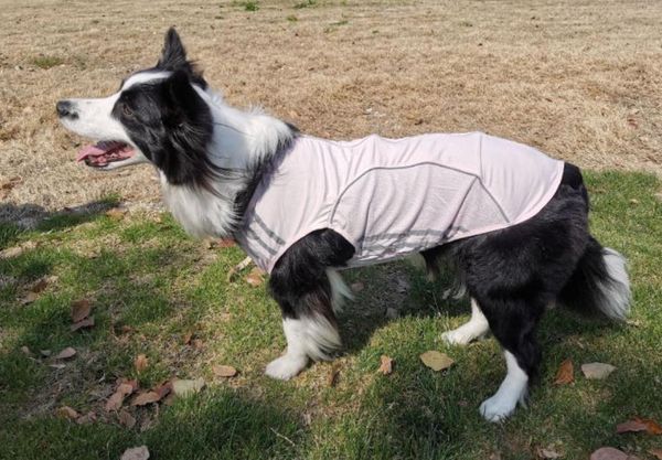 new spring/summer thin dog clothing reflective anti-wool sunscreen breathable mesh pet clothing pet clothing xs-2xl size
new spring/summer thin dog clothing reflective anti-wool sunscreen breathable mesh pet clothing pet clothing xs-2xl size