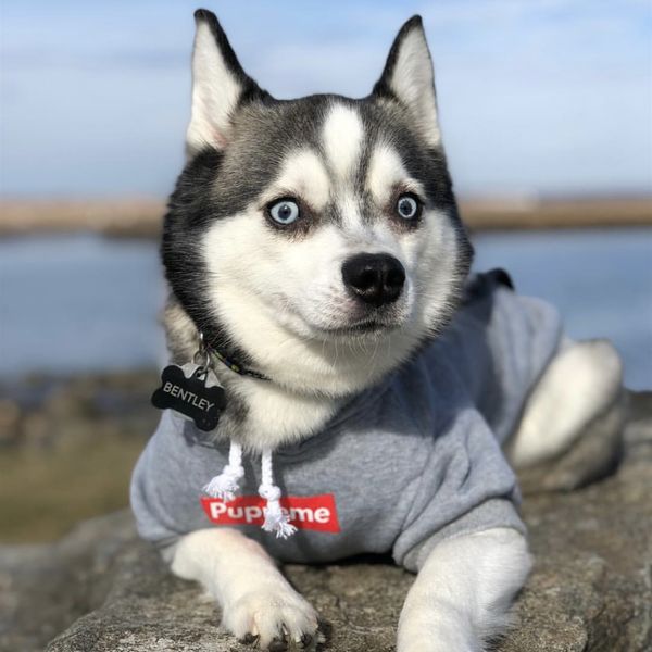 french bulldog clothes dog hoodie pupreme warm sport retro dog hoodies pet clothes puppy dog pugs puppy clothes chihuahua y200330
french bulldog clothes dog hoodie pupreme warm sport retro dog hoodies pet clothes puppy dog pugs puppy clothes chihuahua y200330