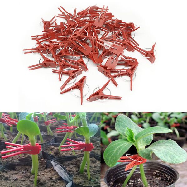 planters & pots 50pcs arrival style durable plastic grafting clips garden vegetable flower tomato vine bushes plants
planters & pots 50pcs arrival style durable plastic grafting clips garden vegetable flower tomato vine bushes plants
