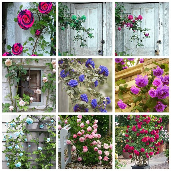 500 pcs rare rose tree bomsai plant seeds flower mini climbing rose tree mini colorful bonsai rose flower potted for home garden
500 pcs rare rose tree bomsai plant seeds flower mini climbing rose tree mini colorful bonsai rose flower potted for home garden