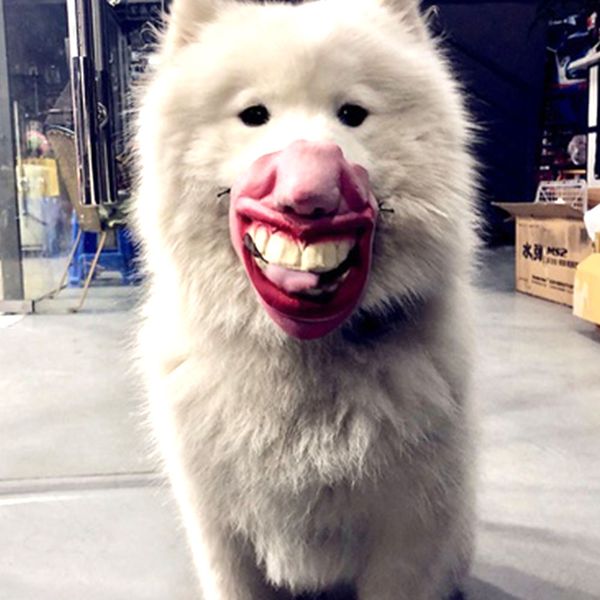 8style dog funny mouth latex masked breathable dog mask pet muzzle prank kidding anti-bite anti-picking anti-called pet supplies
8style dog funny mouth latex masked breathable dog mask pet muzzle prank kidding anti-bite anti-picking anti-called pet supplies