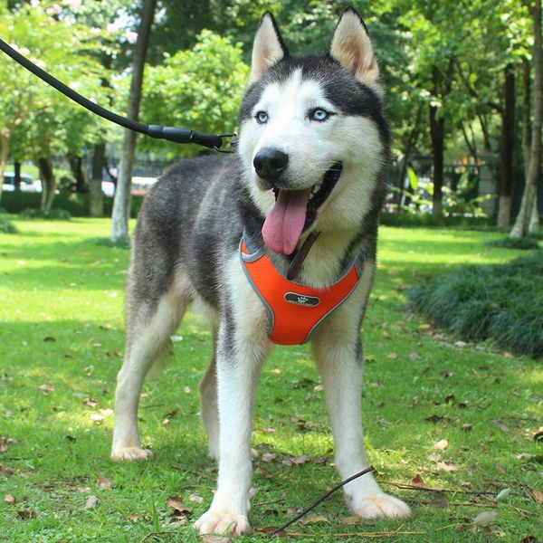 pet dog дышащей сетка harness регулируемую нейлон нет прицепные vest harness для собак средней большой грудной группа husky аляскинского / 1
pet dog дышащей сетка harness регулируемую нейлон нет прицепные vest harness для собак средней большой грудной группа husky аляскинского / 1
