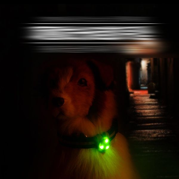 small size fashionable pets dogs cats soft silicone led lamp night safety dogs pendants light for neck collar pet supplies
small size fashionable pets dogs cats soft silicone led lamp night safety dogs pendants light for neck collar pet supplies