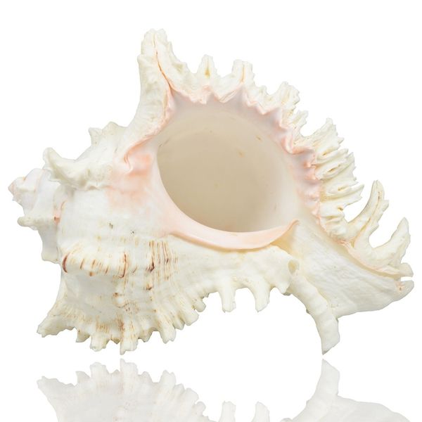 большие раковины natural sea огромной океан раковина 17-19 cm jumbo раковина идеально подходит для дома украшения сочной shell горшок рыба д
большие раковины natural sea огромной океан раковина 17-19 cm jumbo раковина идеально подходит для дома украшения сочной shell горшок рыба д