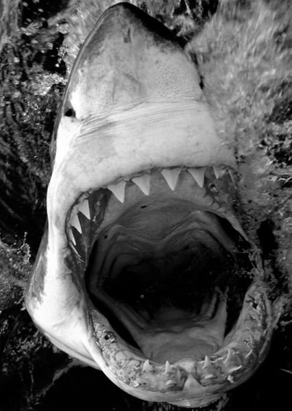 great white shark home decor расписанную hd печати картина маслом на холсте wall art canvas картинки 200119
great white shark home decor расписанную hd печати картина маслом на холсте wall art canvas картинки 200119