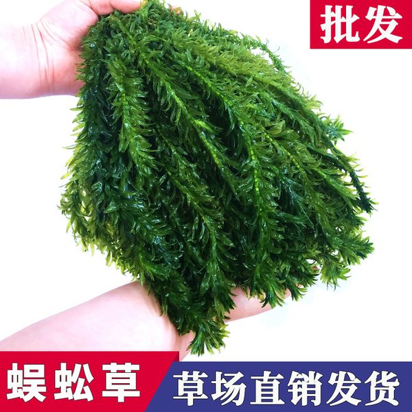 fish tank landscaping backview real aquatic plants living centipede grass cylinder decoration goldfish algae plants lazy novice stem
fish tank landscaping backview real aquatic plants living centipede grass cylinder decoration goldfish algae plants lazy novice stem