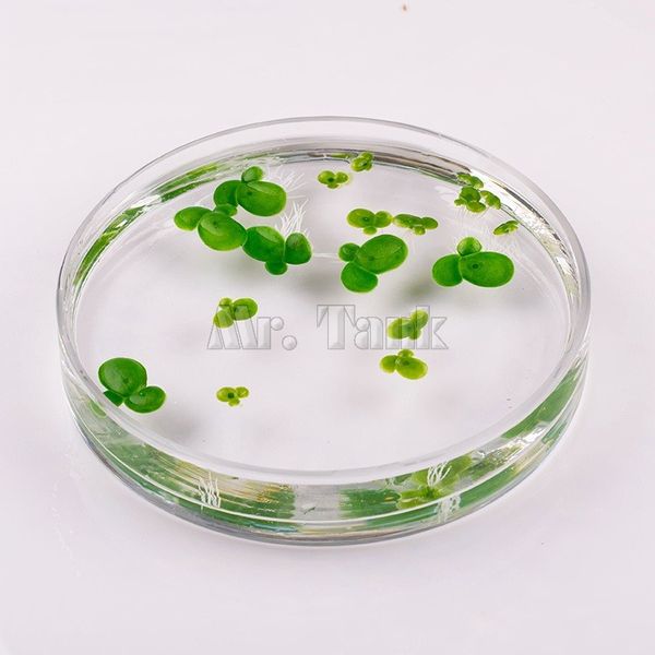 mr.tank high simulation aquarium floating duckweeds plants fish tank decoration artificial plastic duckweeds
mr.tank high simulation aquarium floating duckweeds plants fish tank decoration artificial plastic duckweeds