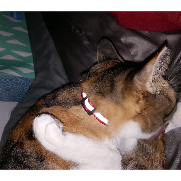 reflective breakaway cat collar adjustable small pets puppy dog kitten cat nylon collar with bell 12 color neck 19-32cm 1.0cm
reflective breakaway cat collar adjustable small pets puppy dog kitten cat nylon collar with bell 12 color neck 19-32cm 1.0cm