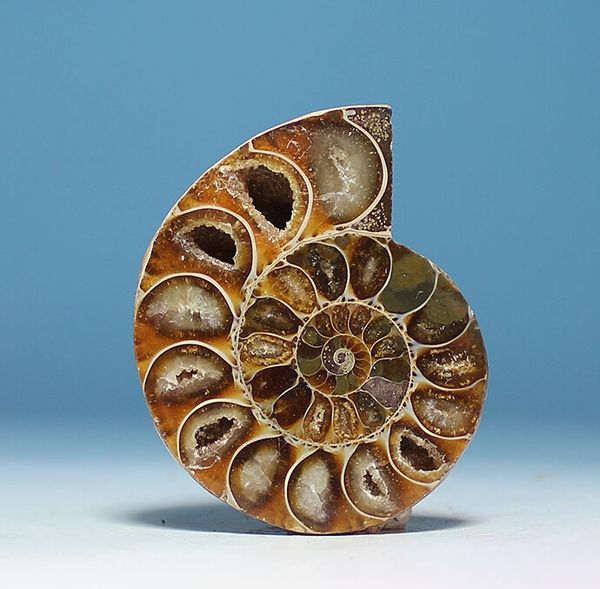 aa ++ аммонит довольно nautilus мадагаскар fossil образцов исцеление 30мм - 40мм другое home decor
aa ++ аммонит довольно nautilus мадагаскар fossil образцов исцеление 30мм - 40мм другое home decor