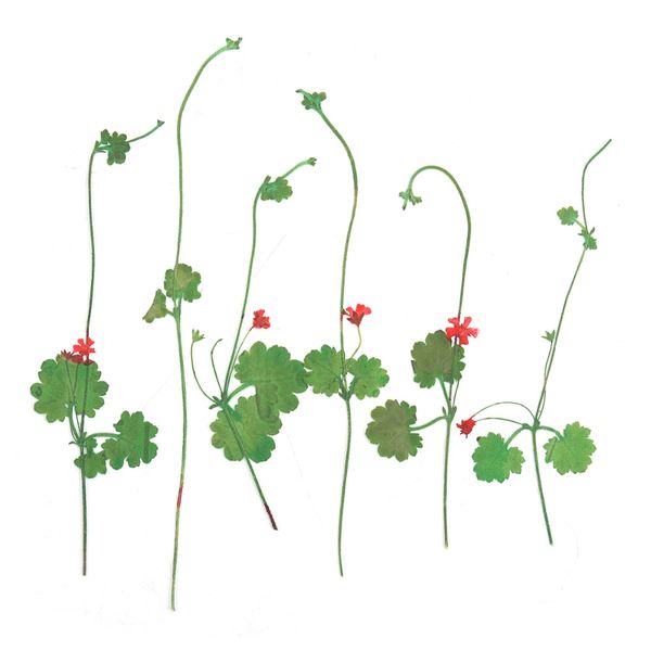 6pcs/pack resin decorative sticker micro landscape diy mold badge pendant making sticker dried flowers plants handmade
6pcs/pack resin decorative sticker micro landscape diy mold badge pendant making sticker dried flowers plants handmade