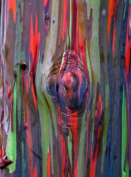 200 pcs seeds rare rainbow eucalyptus bonsai tree ornamental flower plants giant showy tropical tree for garden planting outdoor bonsai gift
200 pcs seeds rare rainbow eucalyptus bonsai tree ornamental flower plants giant showy tropical tree for garden planting outdoor bonsai gift