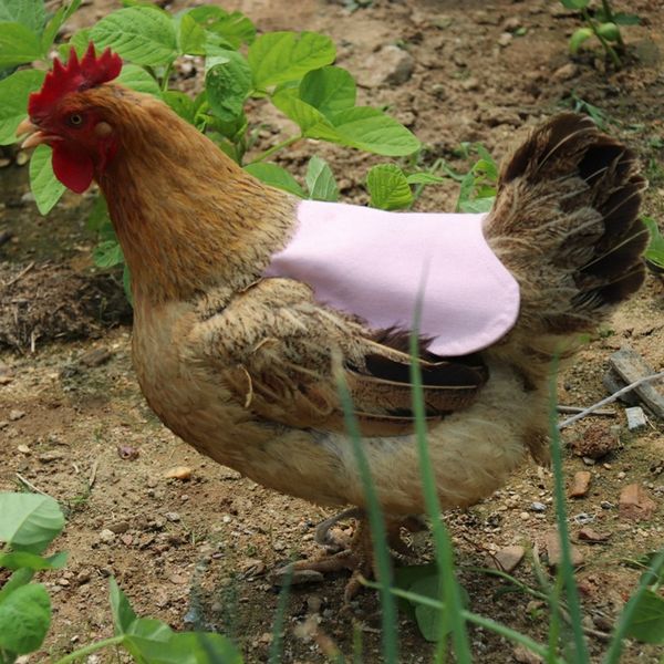 practical boutique single strap chicken apron/saddle, feather fix protector for poultry -standard size(green) other pet supplies
practical boutique single strap chicken apron/saddle, feather fix protector for poultry -standard size(green) other pet supplies